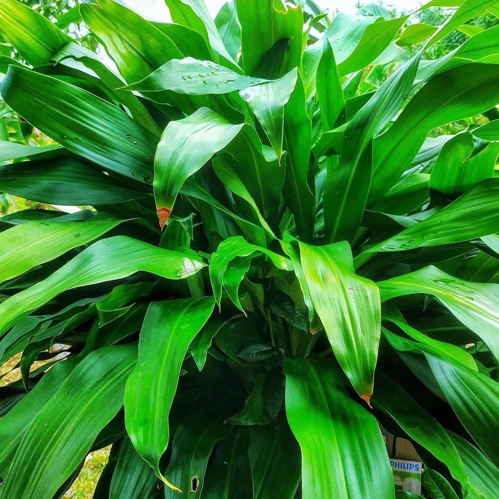 giant dracaena or palm lily Broad Leaved Palm Lily - Cordyline petiolaris