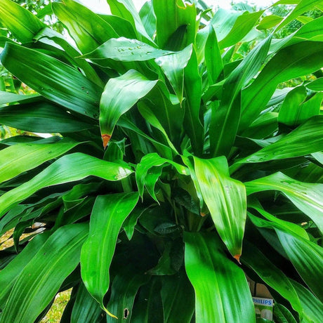 Broad Leaved Palm Lily - Cordyline petiolaris-Evergreen,Moderate Growing,Moderate Water,Native,Outdoor,Palm,Partial Shade,Tropical-Nursery Near Me