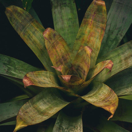 Bromeliad Plant - Alcantarea extensa-Evergreen,Indoor,Moderate Water,Ornamental,Partial Shade,Slow Growing,Tropical-Nursery Near Me