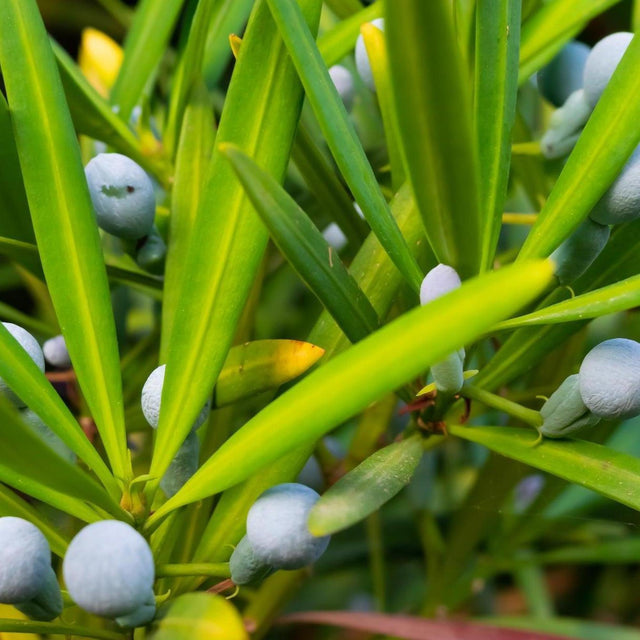 Brown Pine - Podocarpus elatus-Evergreen,Full Sun,Moderate Growing,Moderate Water,Native,Outdoor,Tree-Nursery Near Me