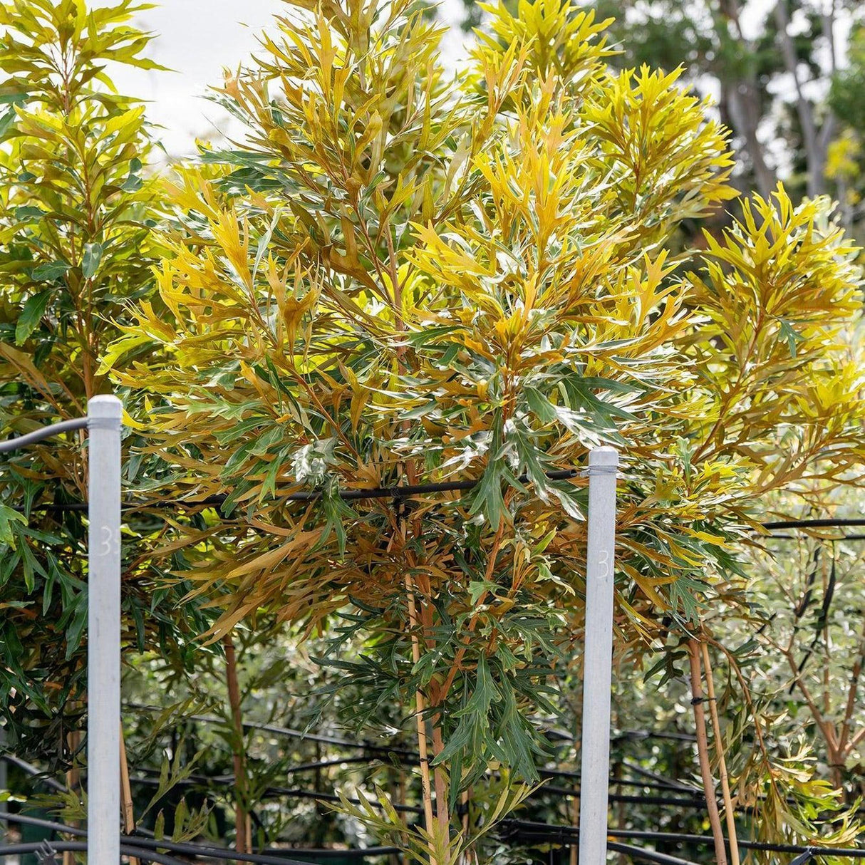 Brown Silky Oak - Grevillea baileyana-Evergreen,Full Sun,Moderate Growing,Moderate Water,Native,Outdoor,Screening,Tree-Nursery Near Me