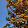 Brown Silky Oak