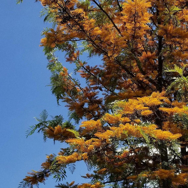 Brown Silky Oak - Grevillea baileyana-Evergreen,Full Sun,Moderate Growing,Moderate Water,Native,Outdoor,Screening,Tree-Nursery Near Me