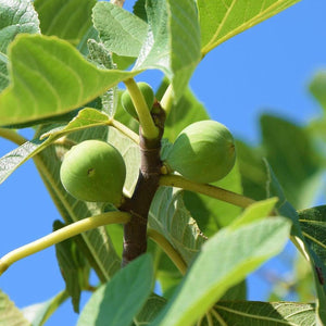 Brown Turkey Fig Tree