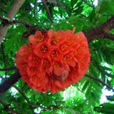 Brownea Hybrid - Brownea grandiceps × macrophylla-Evergreen,Flowering,High Water,Moderate Growing,Outdoor,Partial Shade,rare,Tree,Tropical-Nursery Near Me