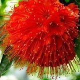 Brownea Hybrid - Brownea grandiceps × macrophylla-Evergreen,Flowering,High Water,Moderate Growing,Outdoor,Partial Shade,rare,Tree,Tropical-Nursery Near Me