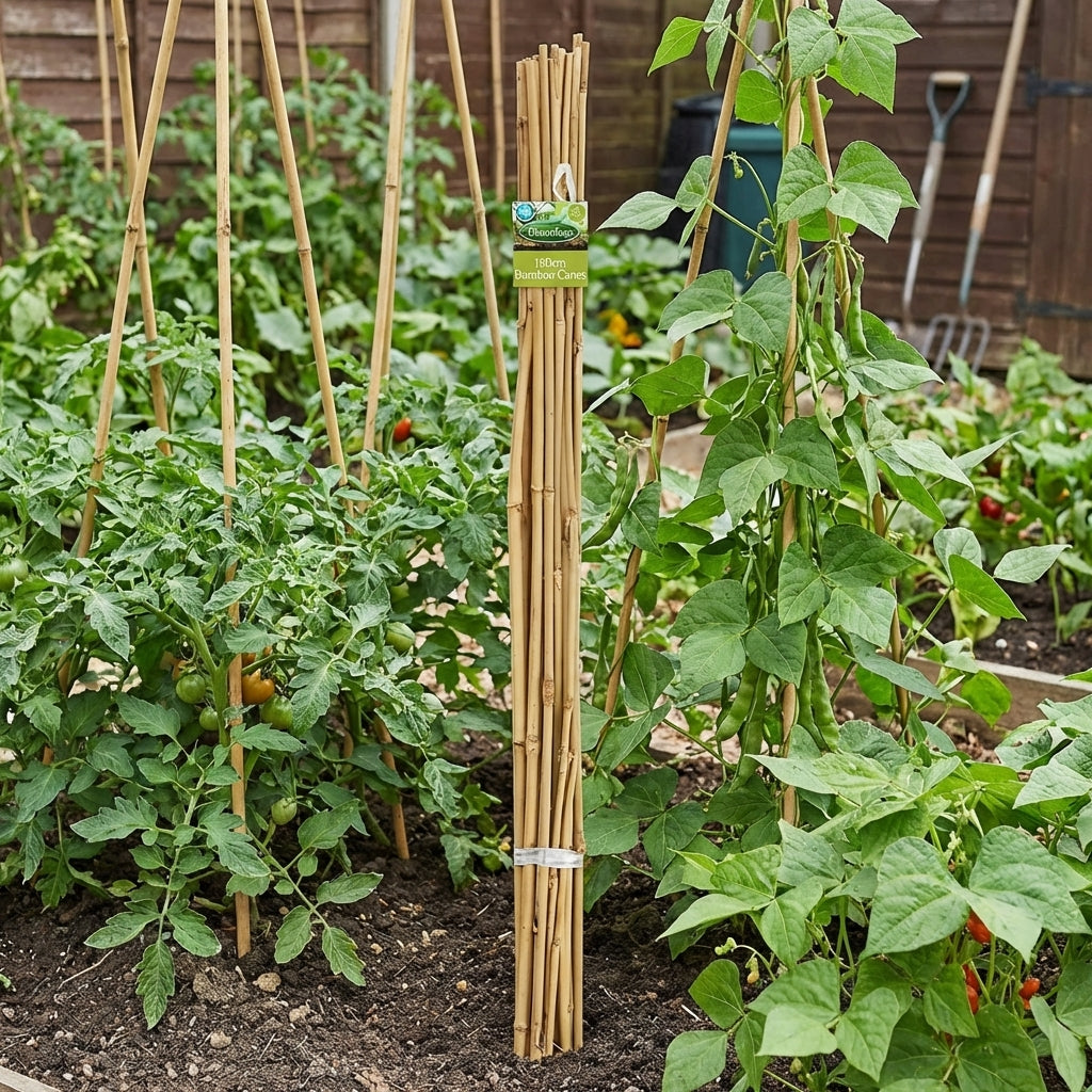 Brunnings Natural Bamboo Garden Stakes - 10 Pack stands upright in the garden, providing sturdy support stakes for tomato and bean plants.