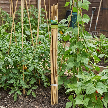 Brunnings Natural Bamboo Garden Stakes - 10 Pack stands upright in the garden, providing sturdy support stakes for tomato and bean plants.