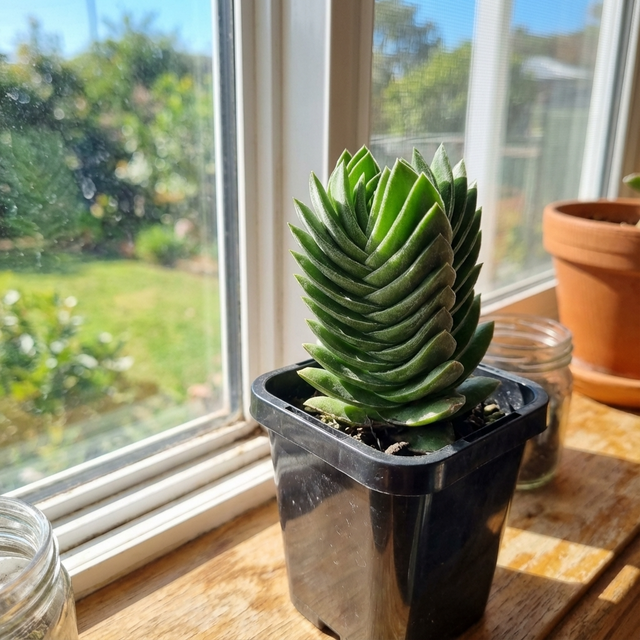The Buddha’s Temple Crassula - Crassula ‘Buddha’s Temple’ with spiral leaves in a black pot sits on a sunny windowsill beside glass jars.