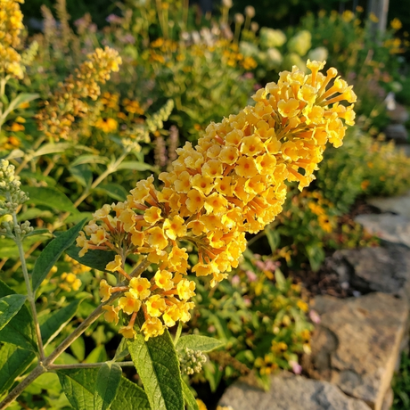 Buddleia ‘Golden Glow’ (Buddleja × weyeriana ‘Golden Glow’) displays vivid golden-yellow clusters in a sunlit garden with stone edging, creating a stunning pollinator-friendly feature.