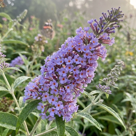 Close-up of Buddleia ‘Lochinch’ (Buddleja davidii × Buddleja fallowiana ‘Lochinch’) flowers with green leaves and a blurred garden, showcasing this pollinator-friendly butterfly bush.