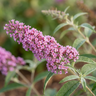 Buddleia ‘Pink Micro Chip’