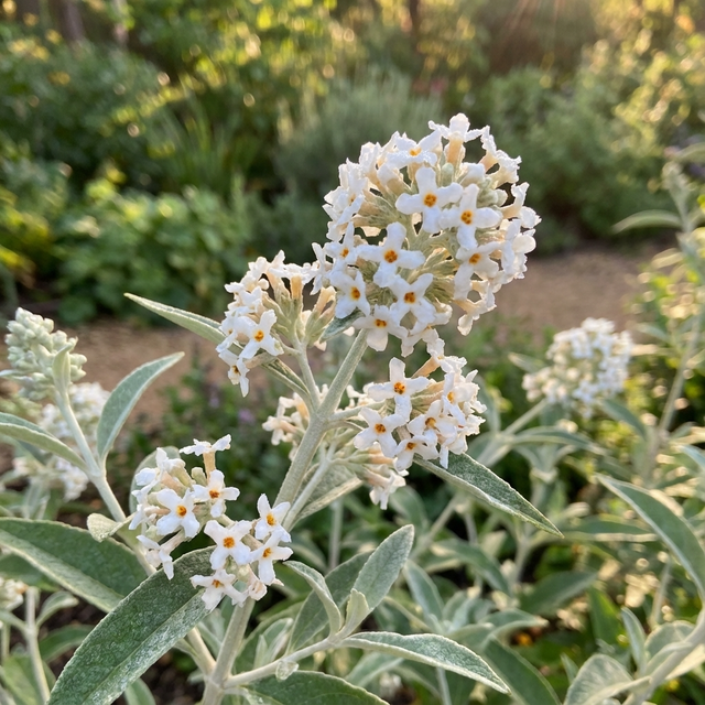 Clusters of small white flowers with yellow centers and silvery foliage brighten the garden, making Buddleia ‘Silver Anniversary’ (Buddleja hybrid ‘Silver Anniversary’) a stunning choice for any sunlit landscape.