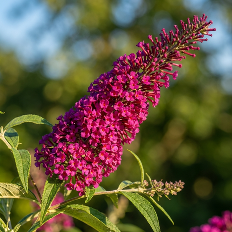 A cluster of vivid purple-red Buddleia ‘Royal Red’ (Buddleja davidii ‘Royal Red’) blooms on leafy stems pops against a blurred green backdrop, acting as a true magnet for pollinators.
