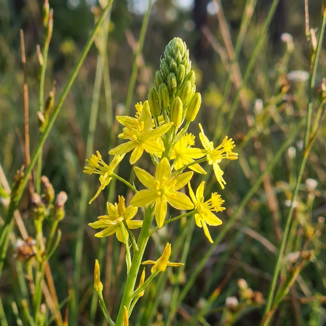 A close-up of Native Leek (Bulbine bulbosa), showing a cluster of small yellow flowers and green buds set against a blurred grassy background.