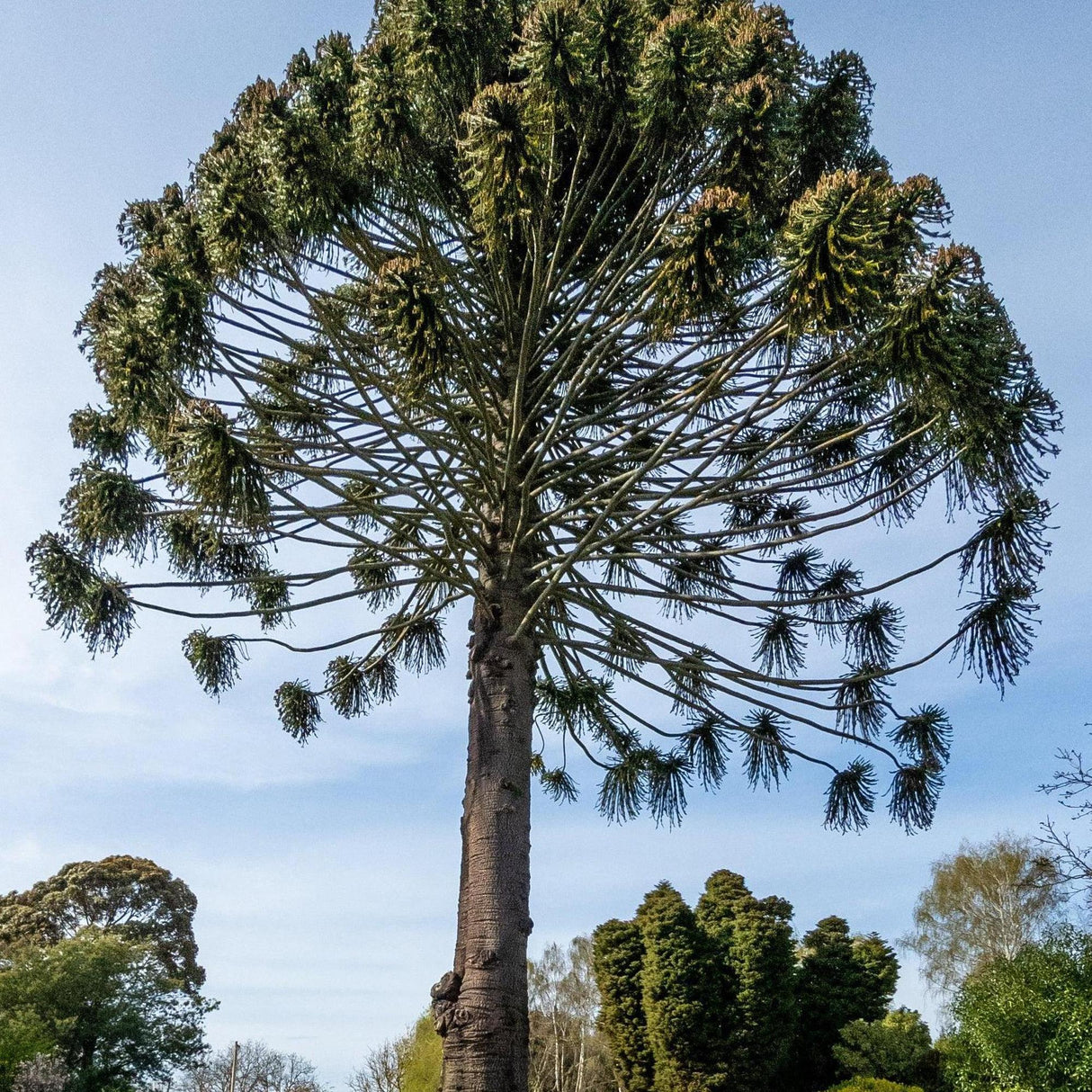 Bunya Pine Tree - Araucaria bidwillii-Evergreen,Full Sun,Moderate Water,Native,Outdoor,Slow Growing,Tree-Nursery Near Me