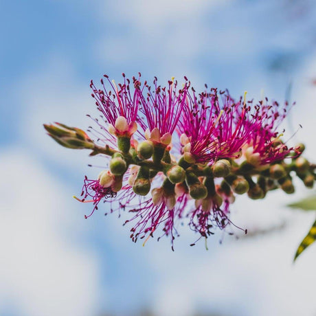 Burgundy Bottlebrush - Callistemon 'Burgundy'-Evergreen,Flowering,Full Sun,Moderate Growing,Moderate Water,Native,Outdoor-Nursery Near Me