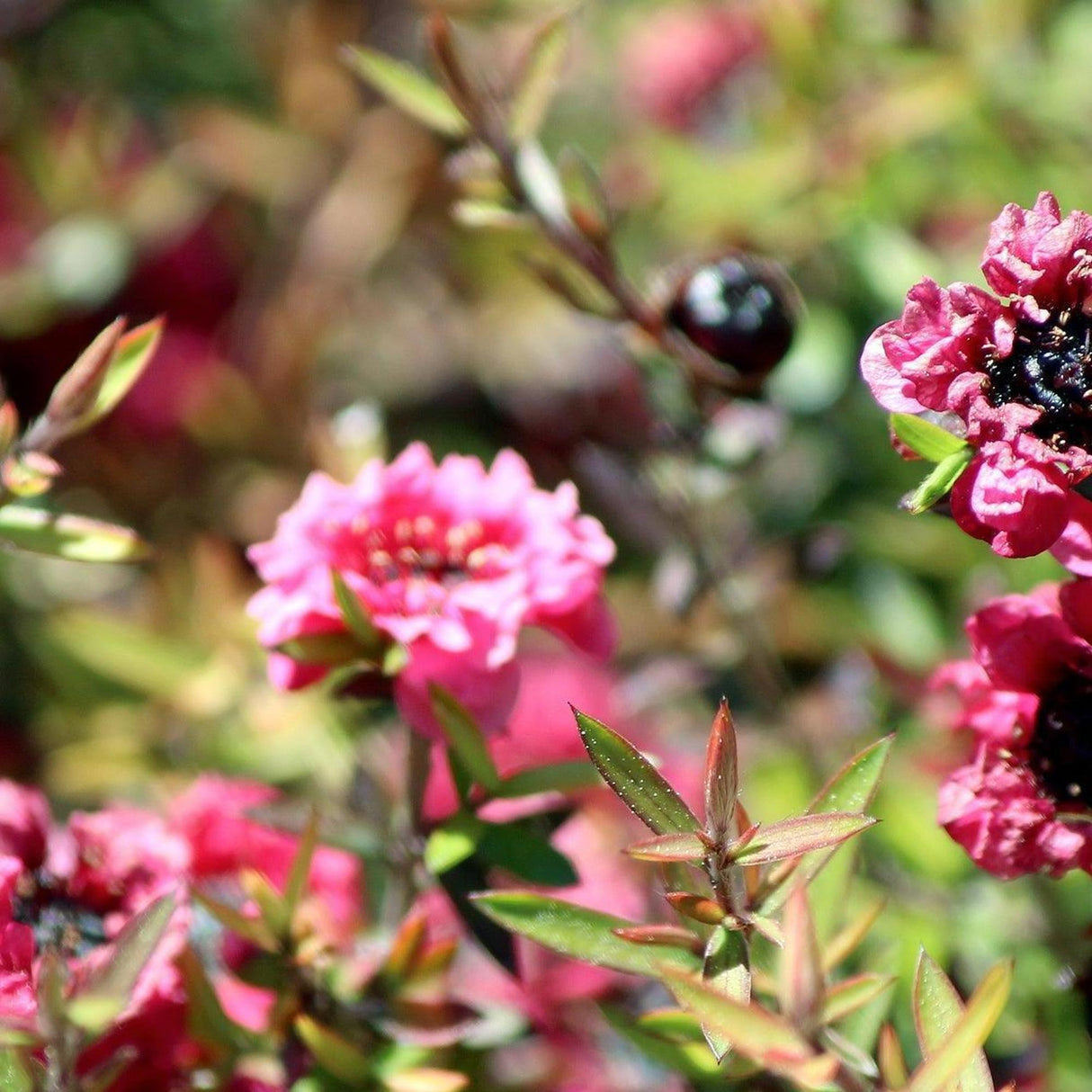 Burgundy Queen Tea Tree - Leptospermum scoparium 'Burgundy Queen'-Evergreen,Flowering,Full Sun,Moderate Water,Outdoor,Shrub,Slow Growing-Nursery Near Me