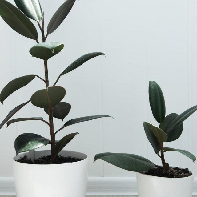 Burgundy Rubber Tree - Ficus elastica 'Burgundy'-Evergreen,Indoor,Moderate Water,Ornamental,Partial Shade,Slow Growing,Tree-Nursery Near Me