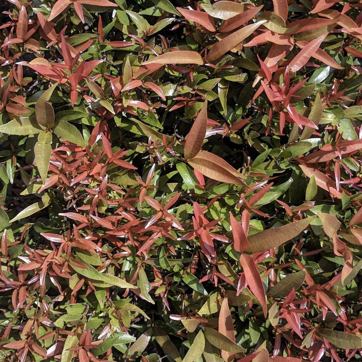 Burning Love Leucothoe - Leucothoe 'Burning Love'-Evergreen,Moderate Water,Ornamental,Outdoor,Partial Shade,Shrub,Slow Growing-Nursery Near Me