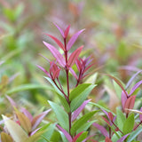 A young Syzygium australe 'Bush Christmas' (Bush Christmas Lilly Pilly), with pinkish-red and green leaves, stands among blurred garden foliage.