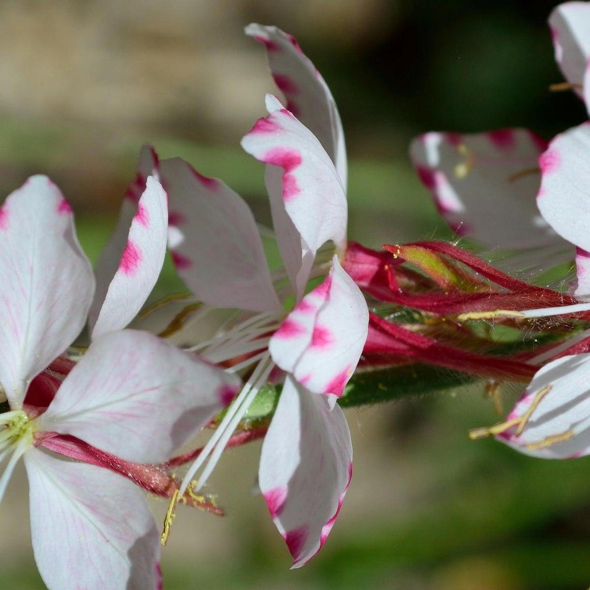 Butterfly Bush - Gaura lindheimeri-Deciduous,Fast Growing,Flowering,Full Sun,Moderate Water,Ornamental,Outdoor,Shrub,Subtropical-Nursery Near Me