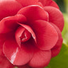 CM Hovey Camellia