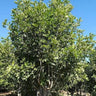 CUPANIOPSIS anacardioides (Tuckeroo)