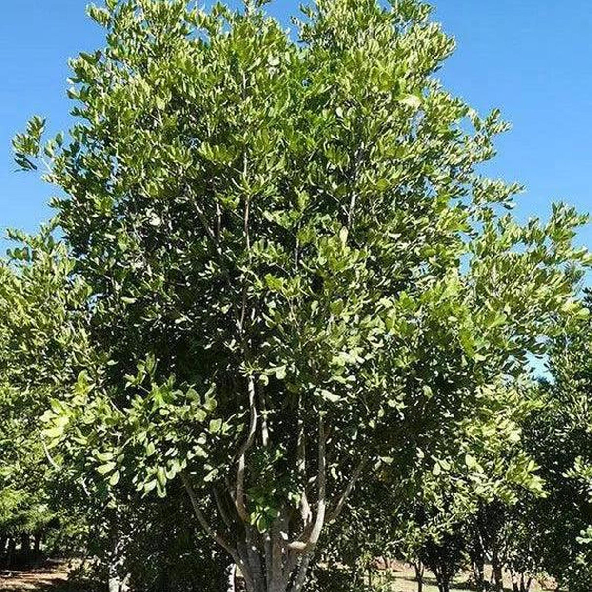 CUPANIOPSIS anacardioides (Tuckeroo) - Ex Ground-Evergreen,Ex Ground,Fast Growing,Full Sun,Moderate Water,Native,Outdoor,Screening,Tree-Nursery Near Me