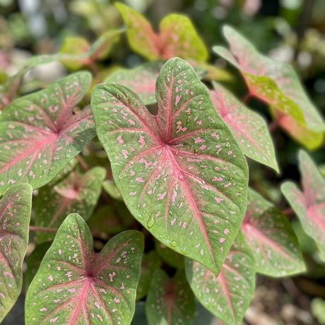 Close-up of Caladium bicolor 'Freckles', a shade-loving plant with green heart-shaped leaves speckled and veined in pink, set against a blurred foliage background.