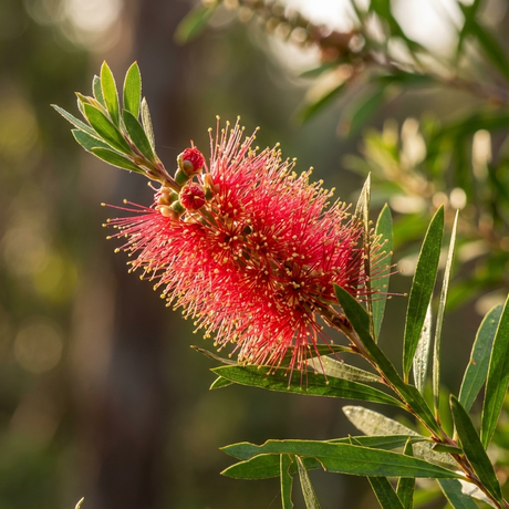 A close-up of Callistemon Pink Champagne (Callistemon hybrid) with green leaves, highlighting this striking bottlebrush variety often found in Australian gardens, set against a blurred natural background.