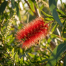 Callistemon Prolific