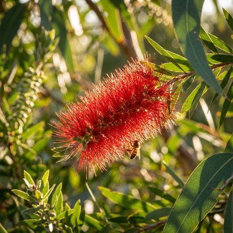 A vibrant red flower of the Callistemon Prolific (Callistemon viminalis) blooms amid lush green leaves, with a bee gathering nectar in the sunlight.