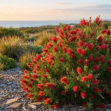 Callistemon SLIM™ (Callistemon viminalis ‘CV01’ PBR) is a slender bottlebrush with bright red blooms, thriving in sunny coastal gardens and ideal as a low-maintenance screening plant with ocean views.