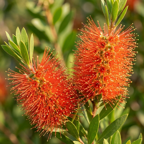 Two vibrant tangerine-orange flowers of Callistemon 'Tangerine Dream' with spiky petals and green leaves shine in sunlight, making this plant an eye-catching screening shrub.