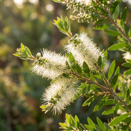 Close-up of white bottlebrush flowers on Callistemon White Anzac (Callistemon citrinus cultivar), a low-maintenance native shrub with spiky petals and green leaves glowing in sunlight.