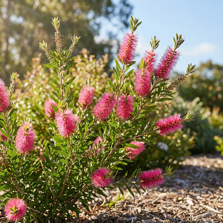 The Candy Pink Bottlebrush – Callistemon 'Candy Pink', an Australian native shrub, features vivid pink blooms that add striking color to sunny garden spaces.