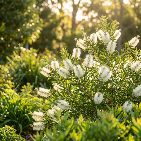 Callistemon Snow Burst - Callistemon hybrid is a compact shrub producing white bottlebrush flowers that brighten garden spaces, accentuated by lush green foliage in sunlight.