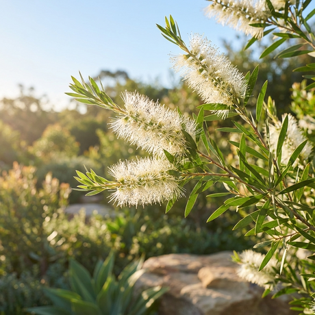White flowers bloom on leafy branches of Callistemon Wilderness White – a Callistemon hybrid shrub that attracts wildlife and brightens sunny gardens with its striking blooms against blurred green foliage.