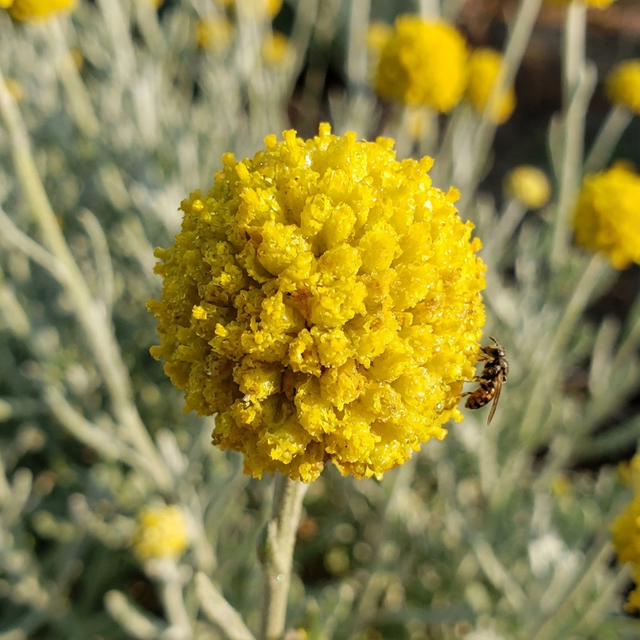 Close-up of Lemon Beauty Heads (Calocephalus spp.) flower in vivid yellow, with a small insect on the right and silver-green foliage behind, showcasing this drought-hardy plant’s bright blooms.