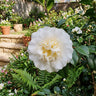 Camellia japonica ‘Elegans Champagne’