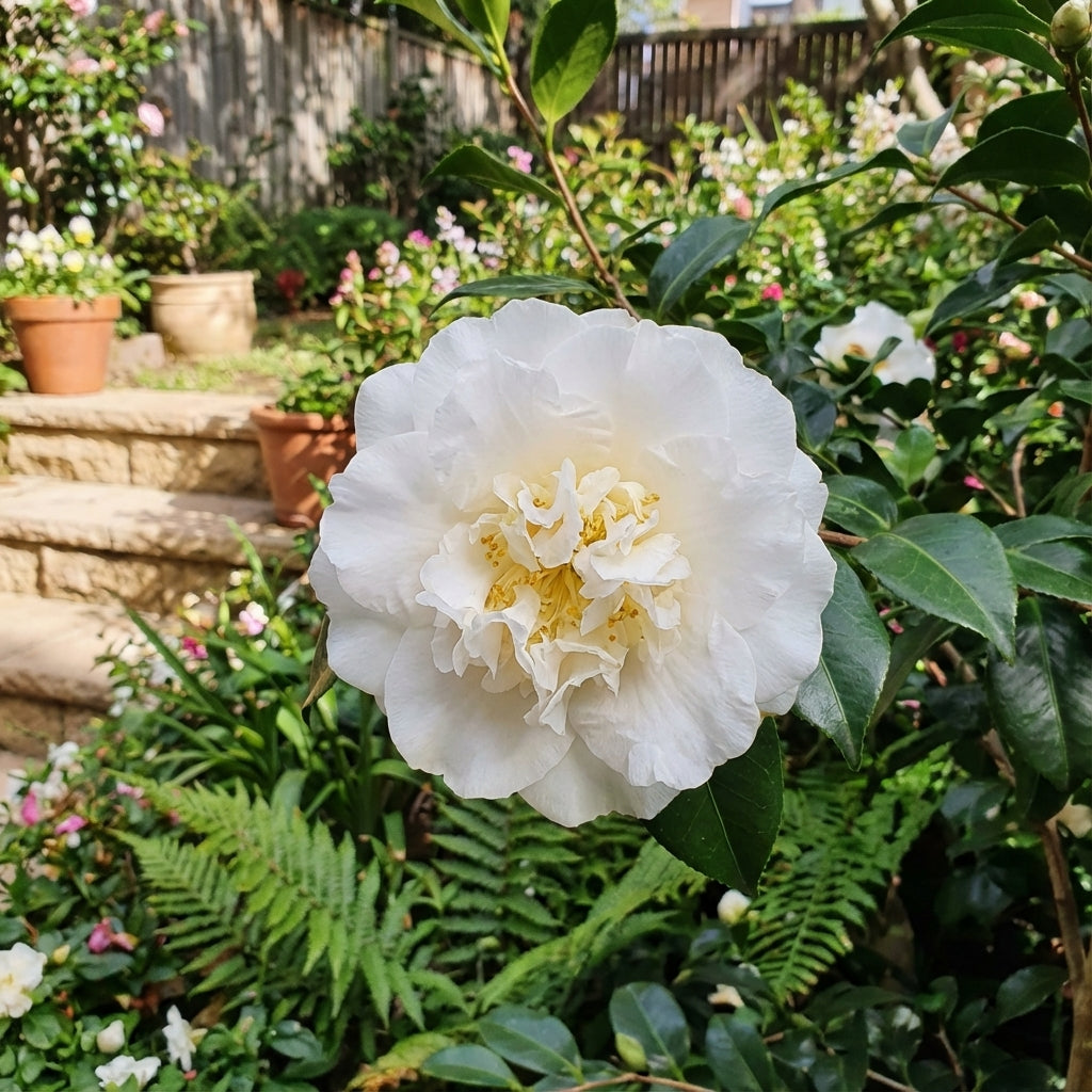A blooming Camellia japonica ‘Elegans Champagne’ displays white flowers amid green leaves in a garden, with steps visible in the background.