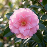 Camellia sasanqua ‘Chansonette’