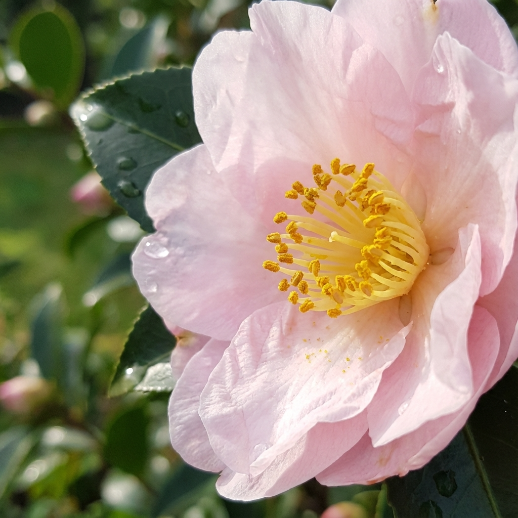 Close-up of Camellia sasanqua ‘Jean May’ flower with pale pink petals and yellow stamens, dewdrops on green leaves in sunlight—this beautiful evergreen shrub is ideal for a flowering hedge.