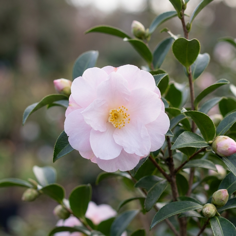 Camellia sasanqua ‘Star Above Star’ features pale pink blooms among green leaves and buds, making it a beautiful option for a flowering hedge.