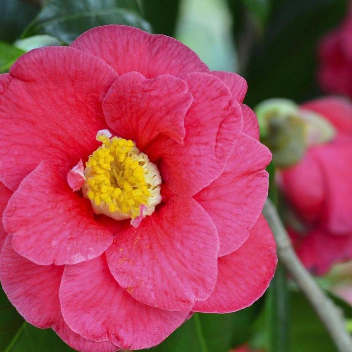 Camellia sasanqua Yuletide - Camellia sasanqua 'Yuletide'-Evergreen,Flowering,Moderate Water,Outdoor,Partial Shade,Shrub,Slow Growing-Nursery Near Me