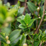 Camellia sasanqua Yuletide - Camellia sasanqua 'Yuletide'-Evergreen,Flowering,Moderate Water,Outdoor,Partial Shade,Shrub,Slow Growing-Nursery Near Me