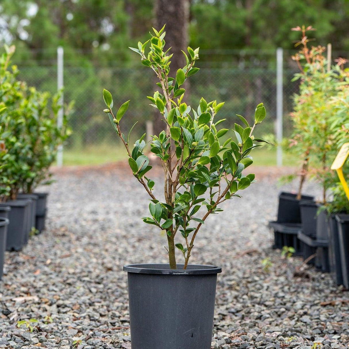 Camellia sasanqua Yuletide - Camellia sasanqua 'Yuletide'-Evergreen,Flowering,Moderate Water,Outdoor,Partial Shade,Shrub,Slow Growing-Nursery Near Me