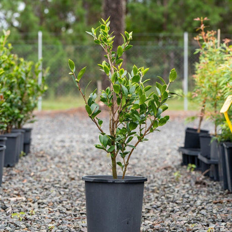 Camellia sasanqua Yuletide - Camellia sasanqua 'Yuletide'-Evergreen,Flowering,Moderate Water,Outdoor,Partial Shade,Shrub,Slow Growing-Nursery Near Me