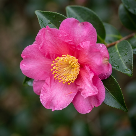 The Camellia sasanqua ‘Julie Anne’ features pink blooms with yellow stamens and water droplets, set against green leaves. This compact pink flowering shrub highlights the charm of Camellia sasanqua ‘Julie Anne’.